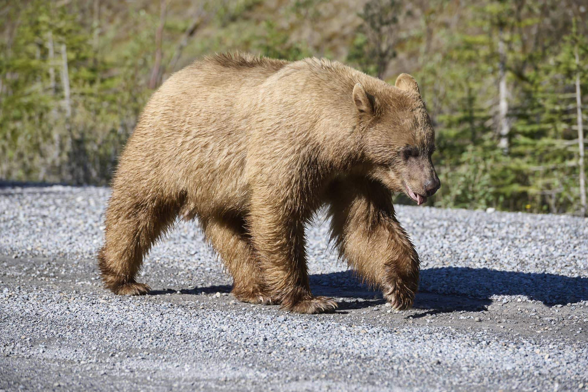 Orso per strada davanti a due scuole: panico tra gli studenti dopo la festa di fine anno scolastico